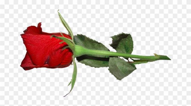 Free: Gifs Y Fondos Paz Enla Tormenta ® - Garden Roses - nohat.cc