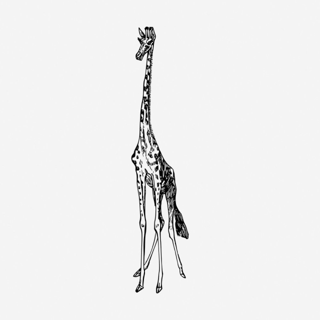 Giraffe drawing, vintage wildlife illustration. | Free Photo - rawpixel