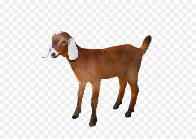 Goat, Agriculture, Livestock, Vertebrate PNG