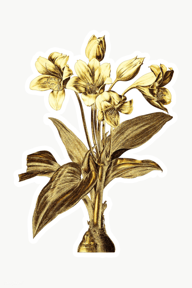 Gold Crinum giganteum sticker with a white border | Free transparent png - 2368628