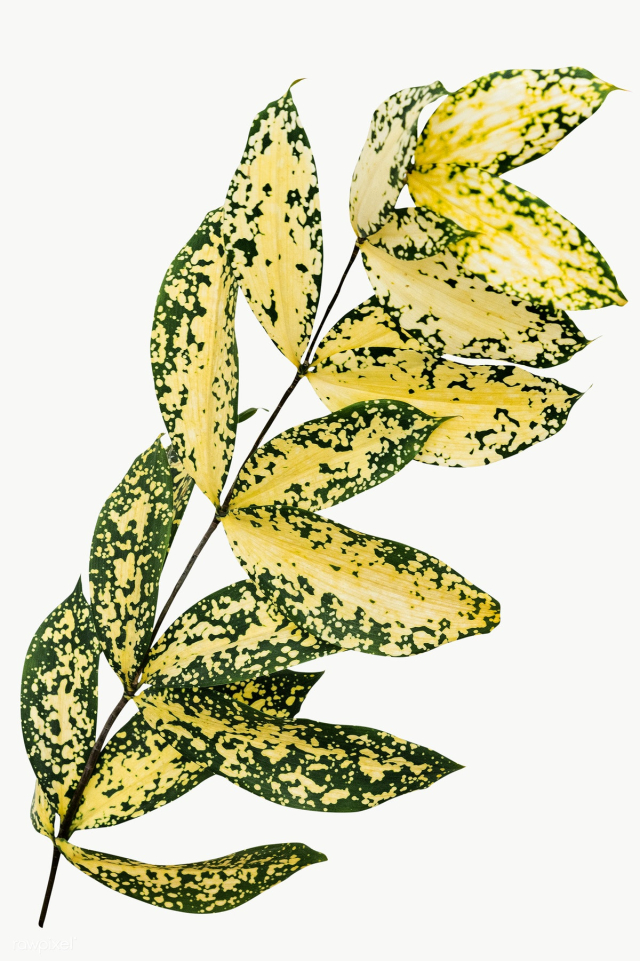 Gold dust croton branch design element | Free transparent png - 2357405