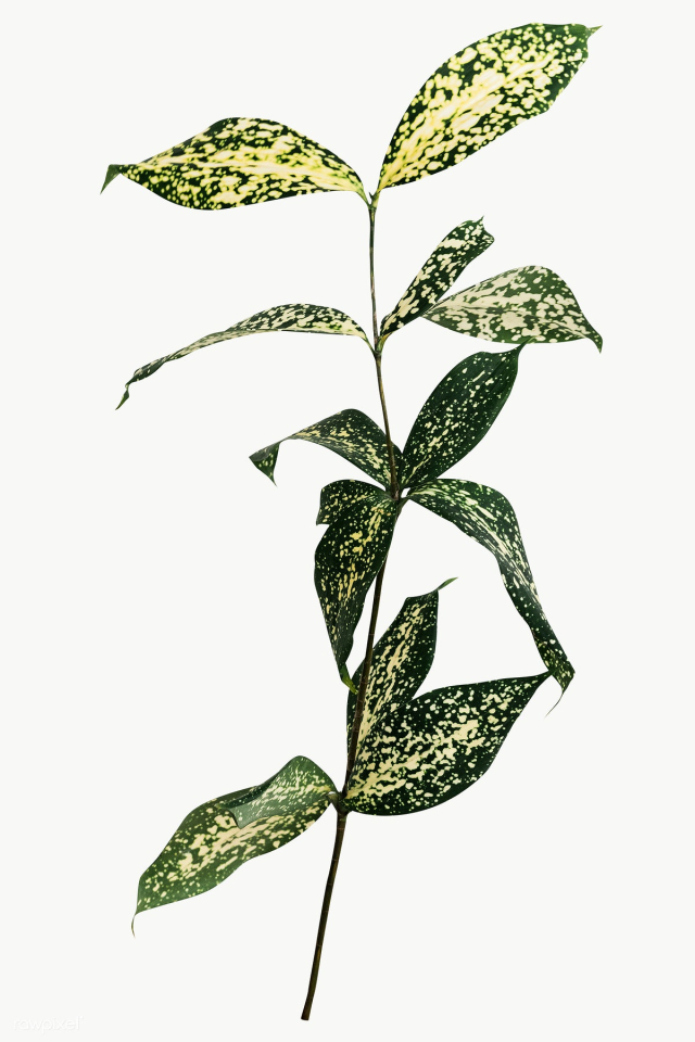 Gold dust croton branch design element | Free transparent png - 2357406
