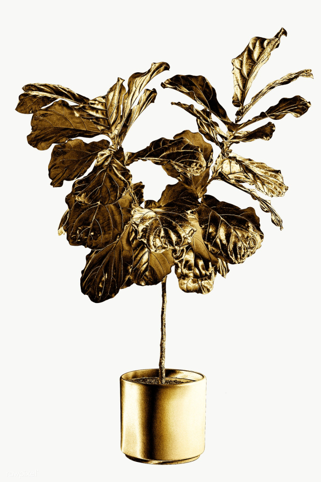 Gold fiddle leaf fig tree sticker design element | Free transparent png - 2368629