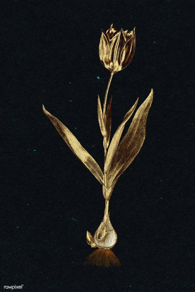 Gold tulip flower sticker design element | Free illustration - 2368620