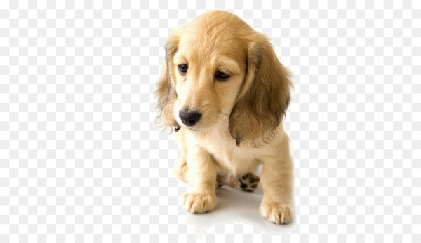 Golden Retriever Dachshund Puppy World Animal Day Pet - Sad Golden Retriever puppy