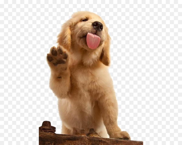 Golden Retriever Labrador Retriever Flat-Coated Retriever Puppy Cat - Brown dog 