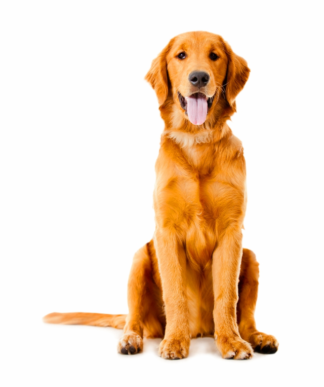 Golden Retriever Labrador Retriever Puppy Dog Breed - Golden ...
