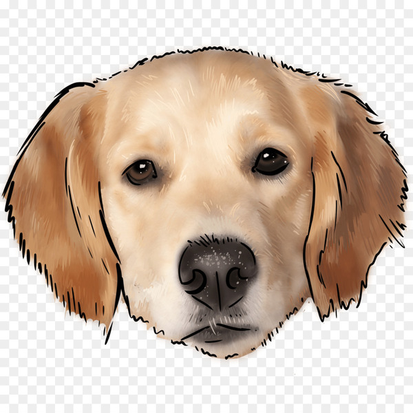 Golden Retriever, Labrador Retriever, Puppy, Dog, Canidae PNG