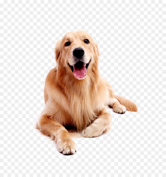 Golden Retriever Labrador Retriever Puppy - Dog pet Golden Retriever