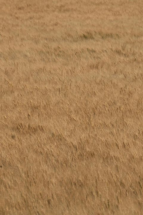 Golden Wheat Field Texture