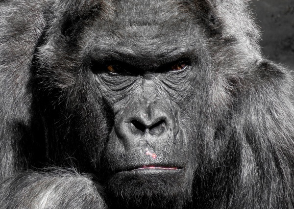 Gorilla Animal