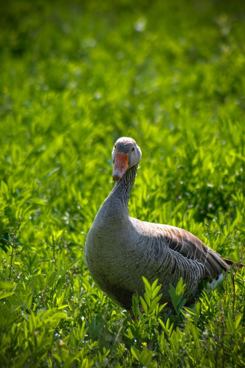 Graceful Goose foraging in Green Grass