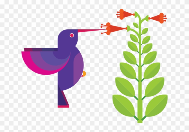 Graphic Design Hummingbird - Graphic Design Hummingbird