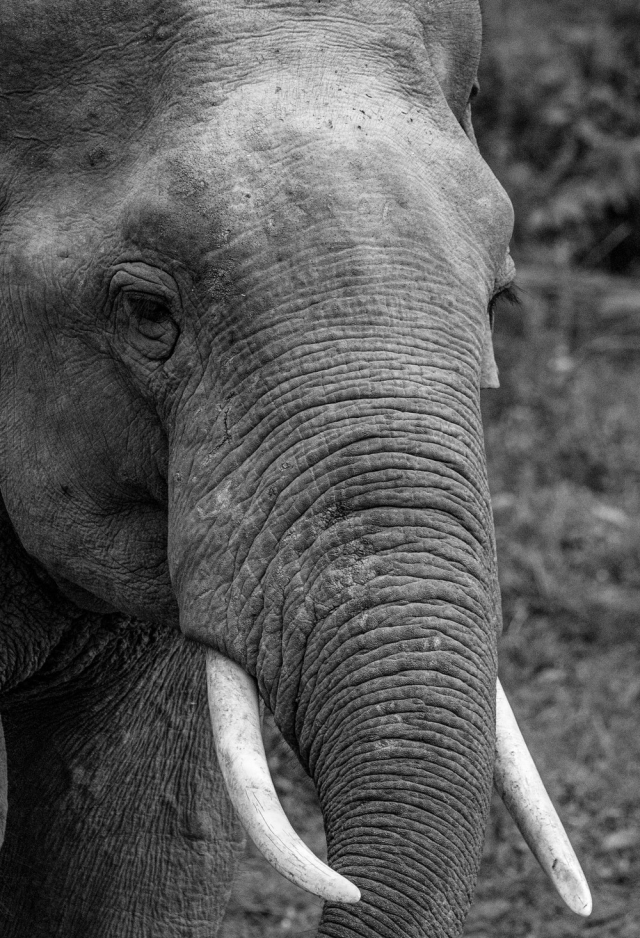Grayscale Photo of Elephant