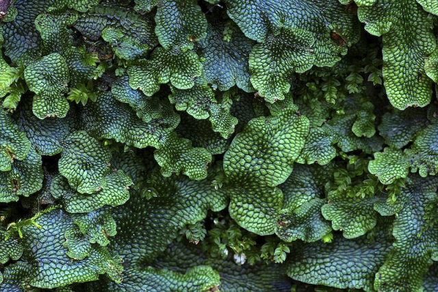 Great scented liverwort plant leaves. | Free Photo - rawpixel