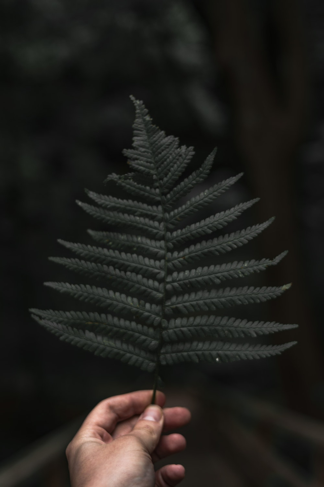 Green Fern Close-up Photography