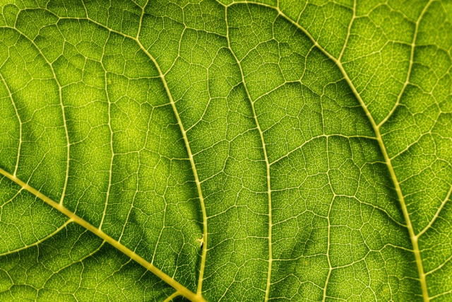 Green-leaf Close-up Photo