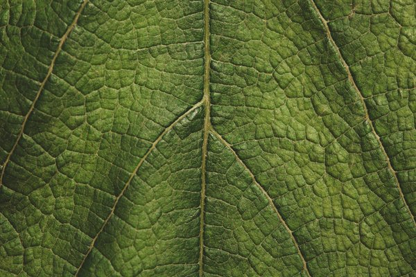 Green Leaf Texture Close Up