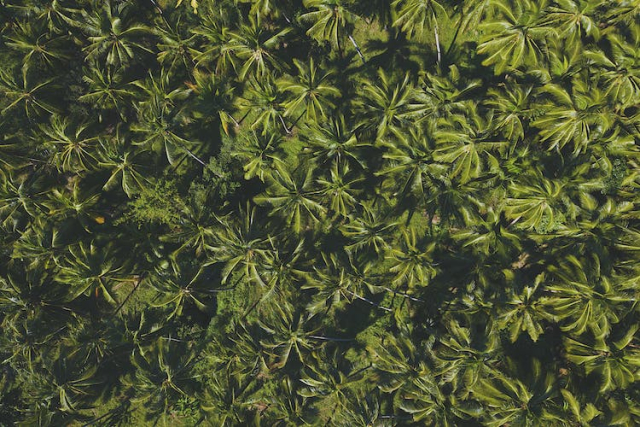 Green Leafed Plant