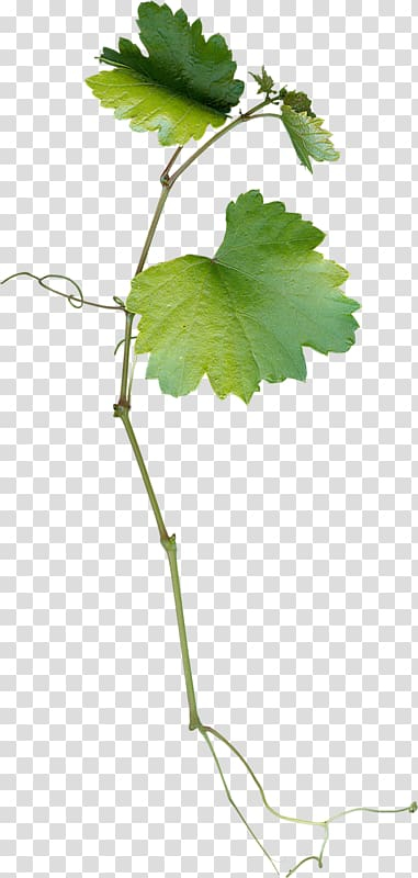 Green leafed plant, Grape leaves Leaf Grapevines, Grape leaves transparent background PNG clipart