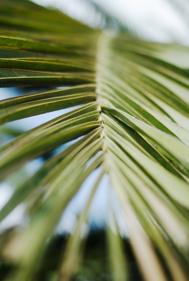 Green Leaves