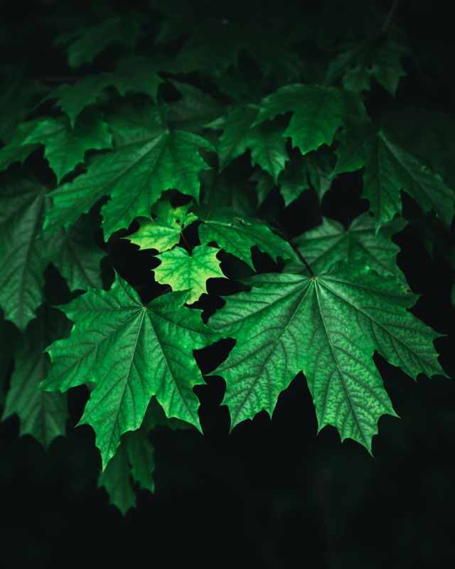Green Leaves