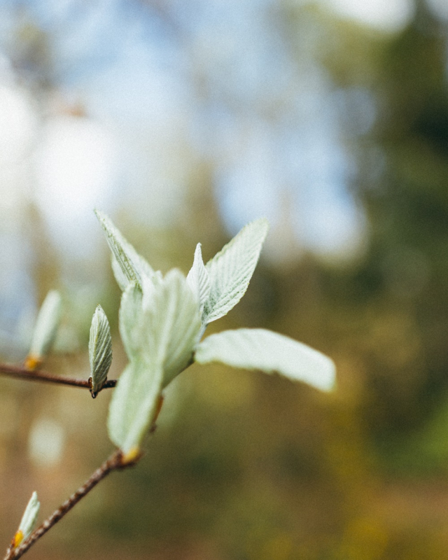 Green Leaves