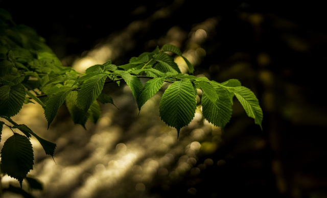 Green Leaves