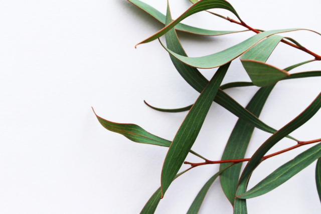 Green Leaves