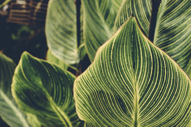 Green Leaves