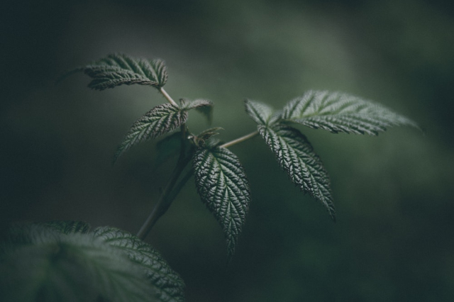 Green Leaves