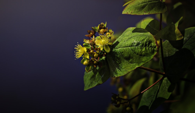 Green Leaves