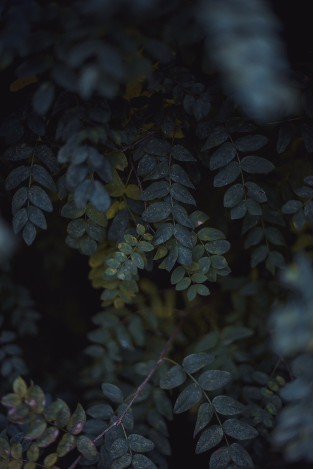 Green Leaves