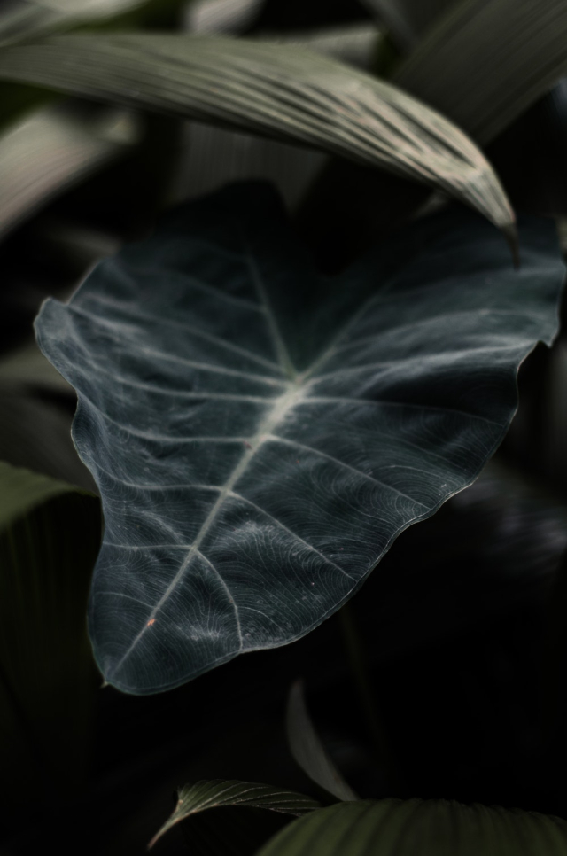 Green Leaves