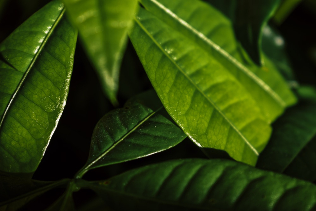 Green Leaves