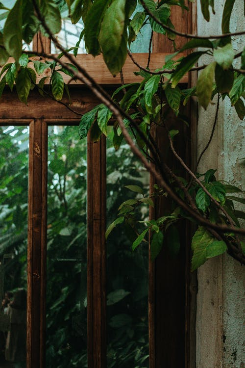 Green Leaves on Brown Wooden Window Frame · Free Stock Photo