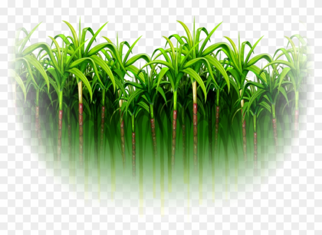 Green Simple Sugarcane Forest - Sugar Cane Images Png
