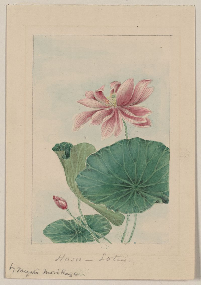 Hasu (lotus) during 1870&ndash;1880 by Megata | Free Photo - rawpixel