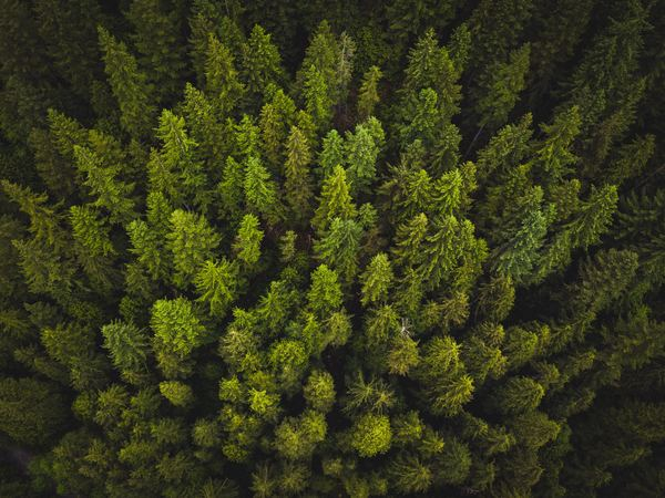 Free: high-angle photography of green trees - nohat.cc
