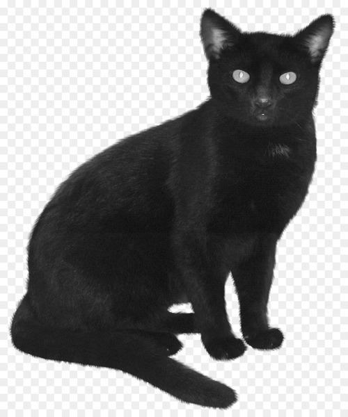 Himalayan cat Burmese cat Black cat Kitten Feral cat - Witch Cat