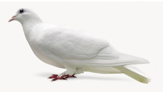 Homing pigeon, bird, animal isolated | Free Photo - rawpixel