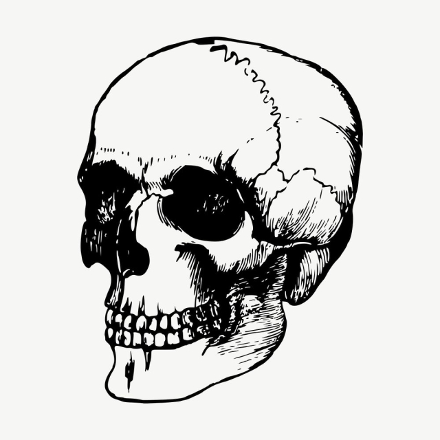 Human skull clipart, vintage Halloween | Free Vector - rawpixel