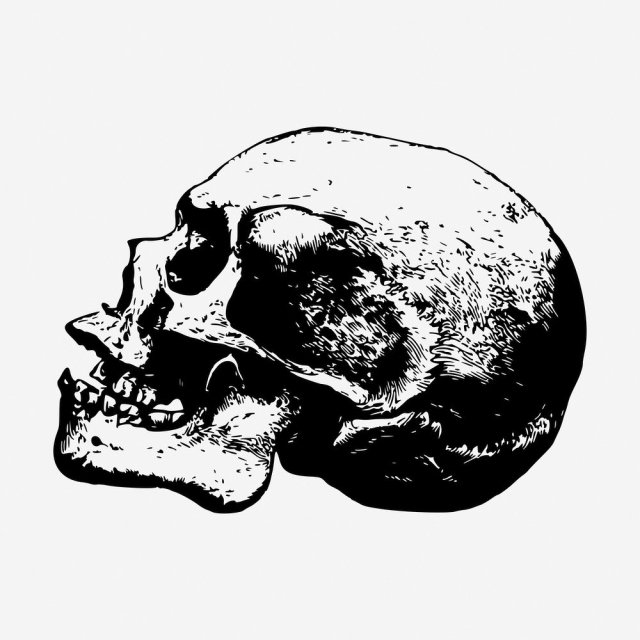 Human skull drawing, vintage Halloween | Free Photo - rawpixel