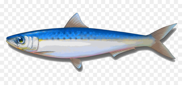 Indian oil sardine Canned fish Sardines as food - fish