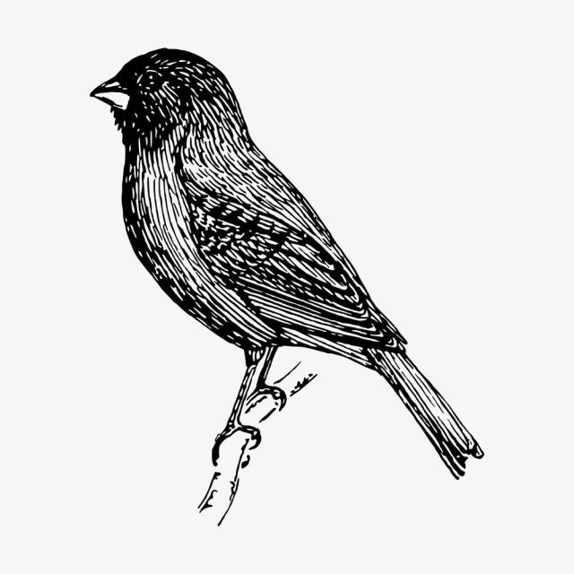 Indigo bunting bird clipart, vintage | Free Vector - rawpixel