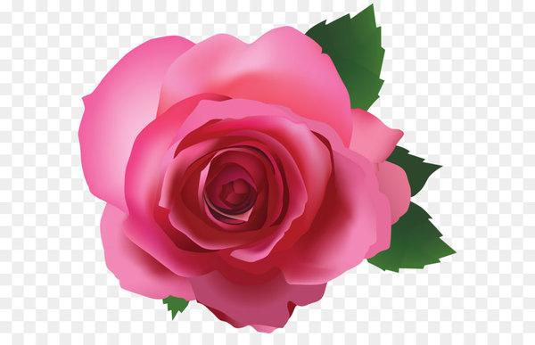 iPhone 6S iPhone 7 iPhone 5s - Pink Rose Transparent PNG Image