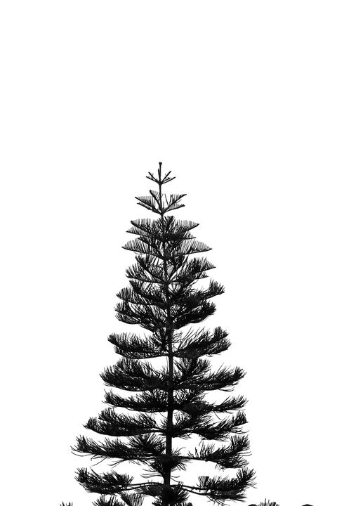 Isolated Black Pine Tree Against White Background