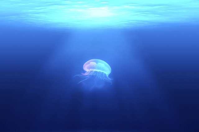 Jellyfish. Original public domain image | Free Photo - rawpixel