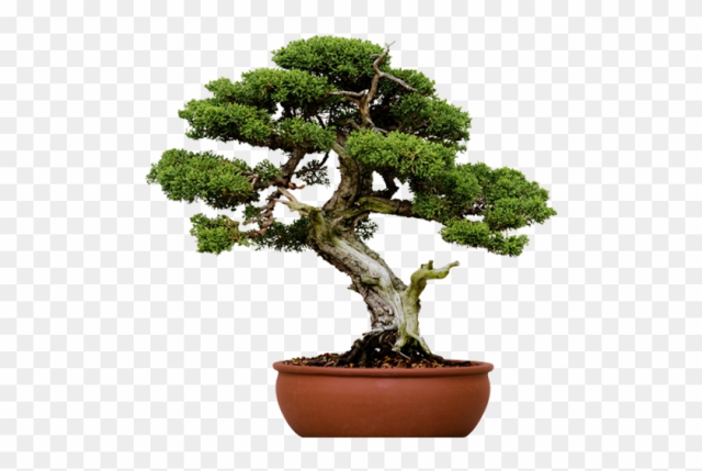Jonathan Stellmach - Small Tree Pot Bonsai