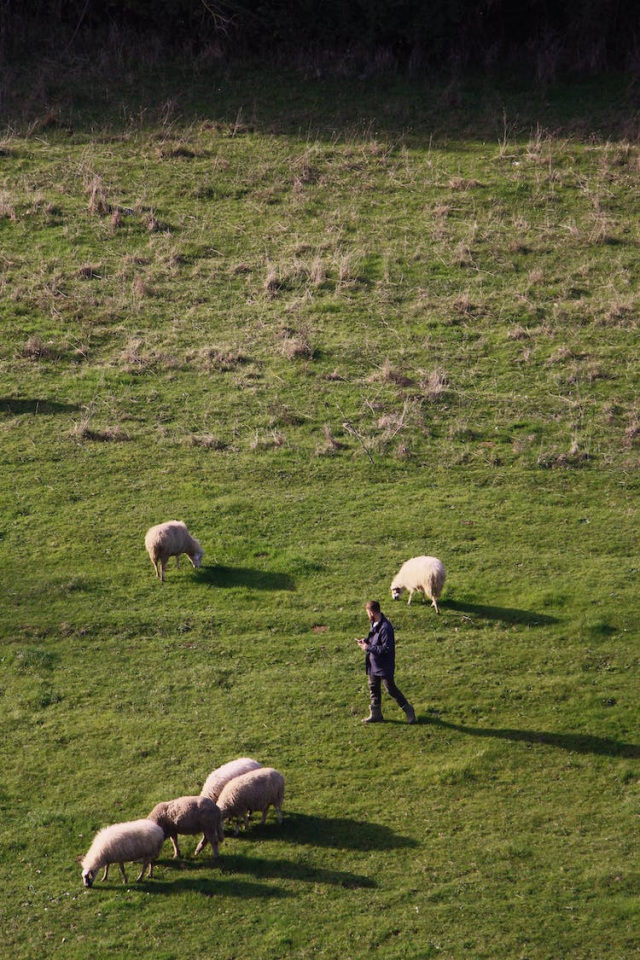 landscape field animal countryside
